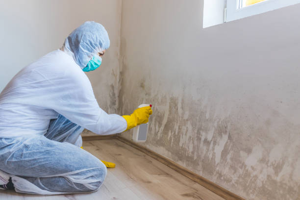 Licensed Basement Mold Remediation service in Chesterfield, NJ - Mold Remediation HQ