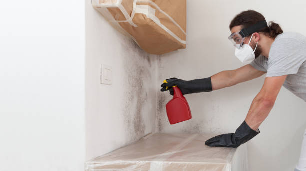 Professional Basement Mold Remediation technician working in Chesterfield, NJ