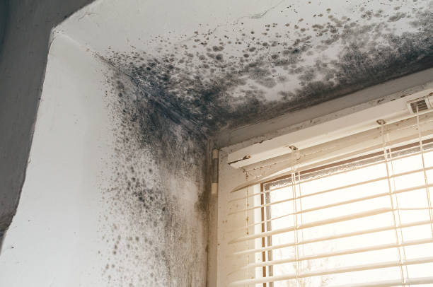 Affordable Basement Mold Remediation solutions in Chesterfield, NJ